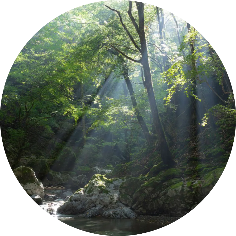 Well-being Program